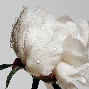 Two bottles of wholeness soybean milk serum on a light background